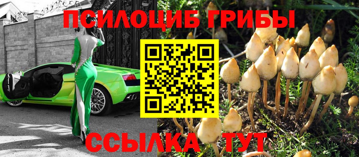 Псилоцибиновые грибы Cubensis  Вход с VPN  Нижнекамск 